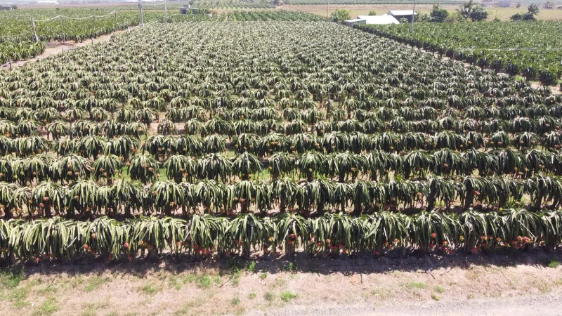 Xuất khẩu rau quả ph&aacute; kỷ lục lịch sử trong v&ograve;ng 5 năm qua