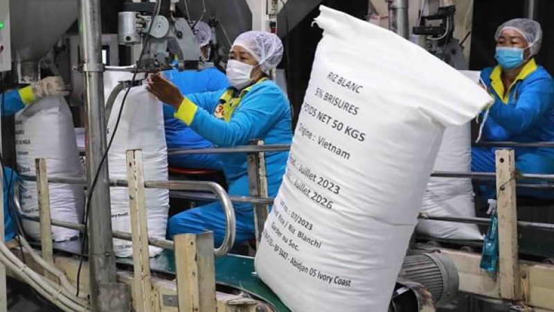 Giá gạo xuất khẩu tăng sau thông tin Indonesia mua thêm dự trữ