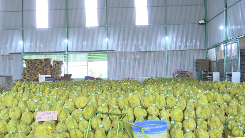 Xuất khẩu sầu riêng qua cửa khẩu Lào Cai tăng mạnh