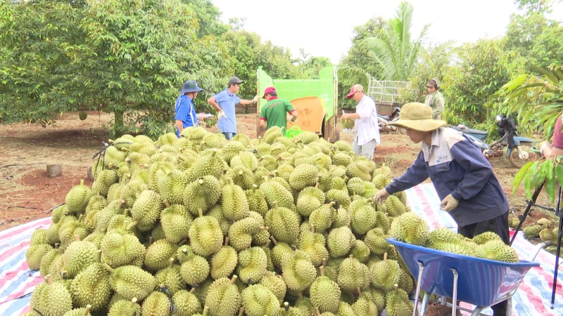 Nông dân được mùa, được giá sầu riêng