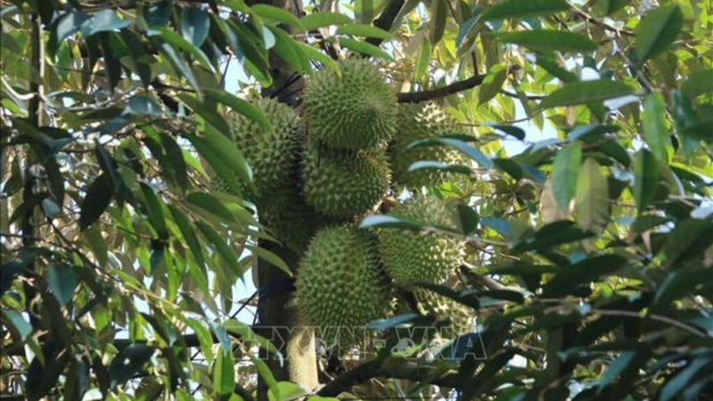 Tăng lợi thế v&ugrave;ng chuy&ecirc;n canh c&acirc;y ăn tr&aacute;i