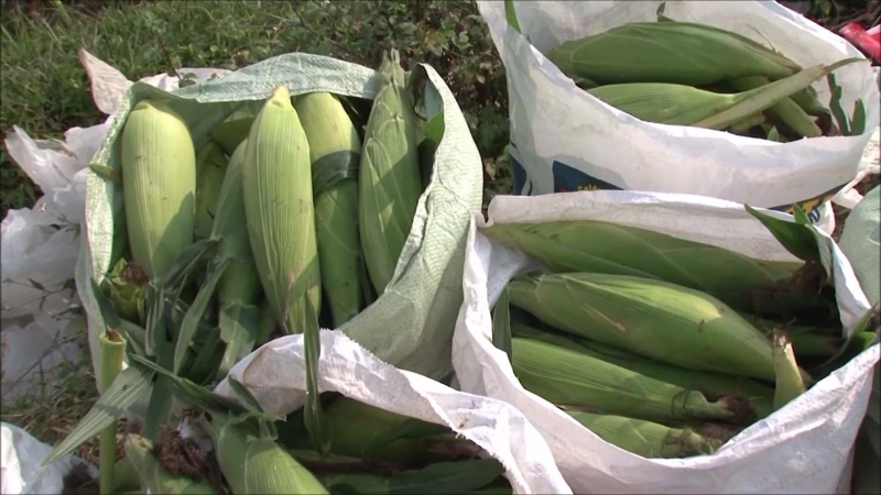 Nhập khẩu bắp đạt gần 2,4 tỷ USD