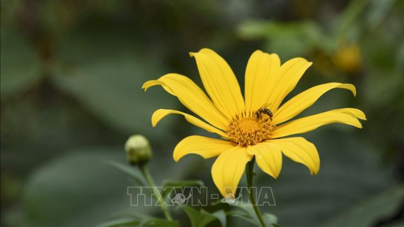 Mùa hoa dã quỳ nhuộm vàng núi đồi Tây Bắc