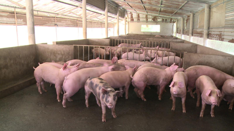 Phía Nam cấp bách phòng, chống dịch tả heo Châu Phi