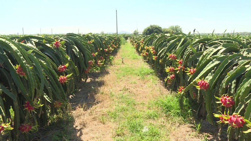 Xuất khẩu rau quả sẽ c&aacute;n đ&iacute;ch 5,5 tỷ USD