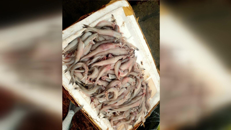 Quảng Bình phát hiện mẫu cá khoai chứa formol