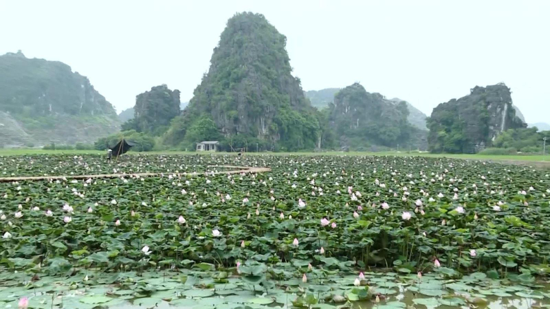 Ph&aacute;t triển sản phẩm du lịch từ sen