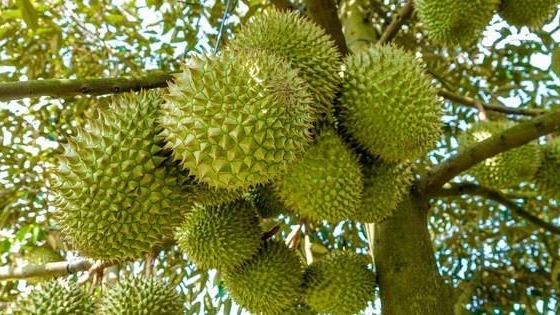 Xuất si&ecirc;u n&ocirc;ng, l&acirc;m, thủy sản trong 10 th&aacute;ng đạt 9,3 tỷ USD