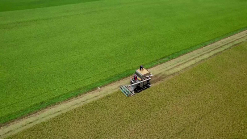 Thái Lan tăng mục tiêu xuất khẩu gạo