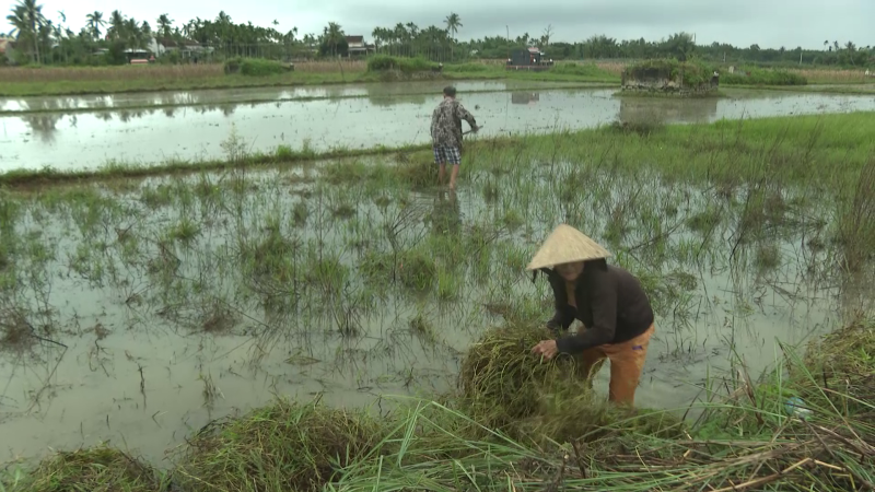 Cần ch&uacute; trọng kh&acirc;u c&agrave;y ải, ng&acirc;m dầm