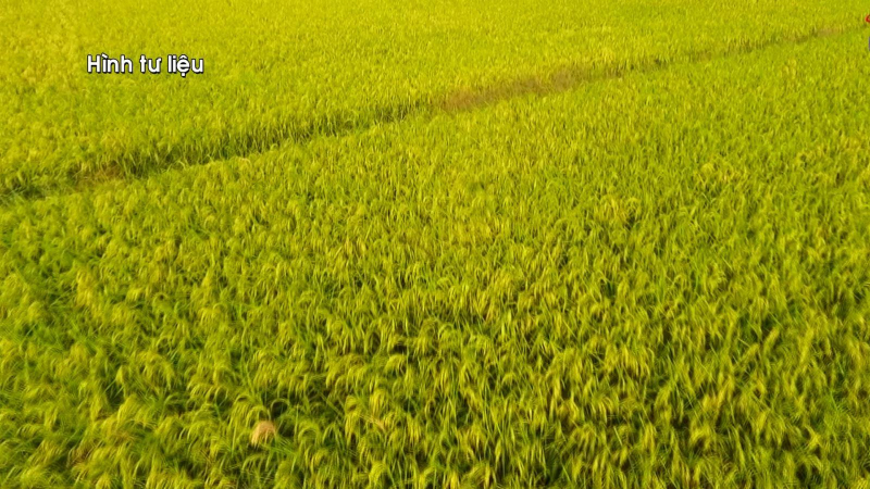 Việt Nam tổ chức Festival l&uacute;a gạo tại Hậu Giang