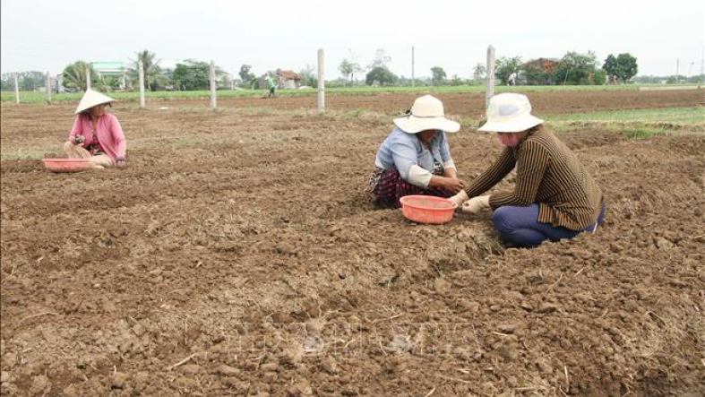 Nông dân xuống giống hành tím sớm đón Tết Nguyên đán