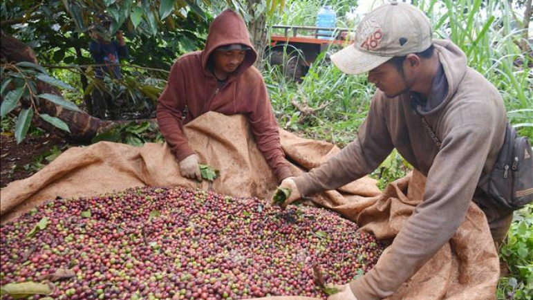 Cà phê Đắk Lắk được giá, được mùa