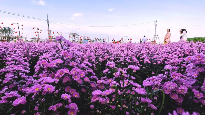 Cánh đồng hoa Nghĩa Hà rực rỡ đón du khách