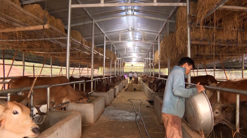 Chăn nuôi bò theo hướng trang trại ở xã vùng cao Sơn Tinh