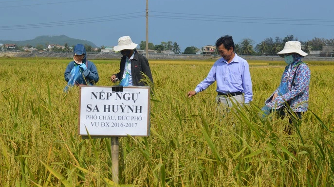 Phục tráng giống nếp ngự Sa Huỳnh