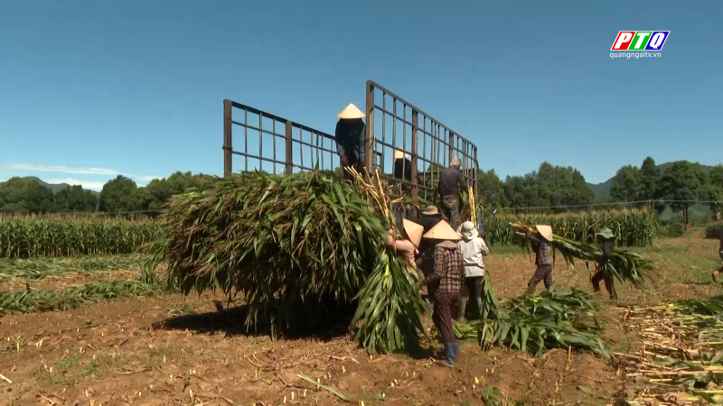 Năng suất bắp sinh khối ở Nghĩa Hành giảm 