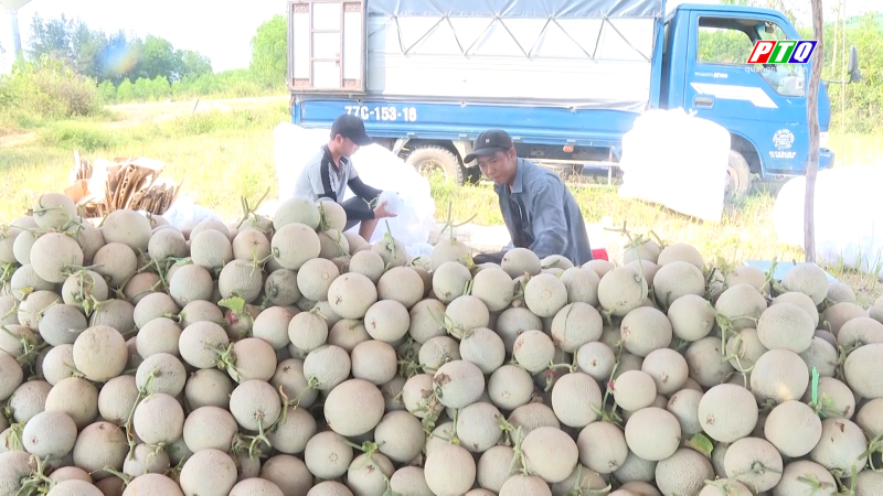 Trồng dưa lưới ở Bình Tân Phú rơi vào cảnh thất bát  
