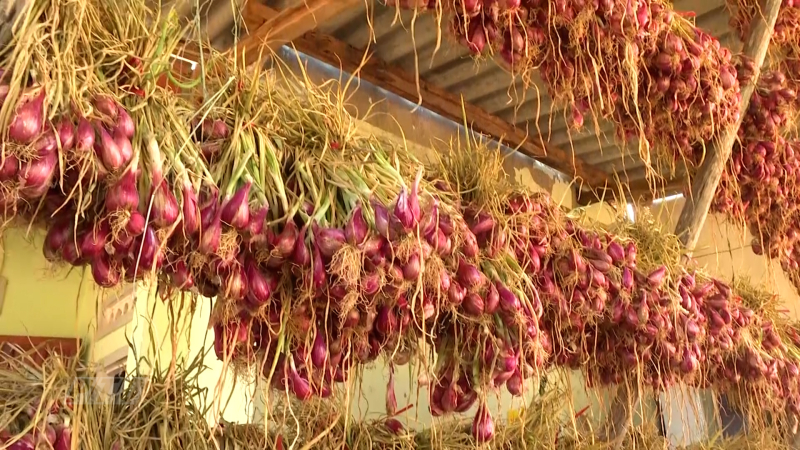 Bình Hải thu hoạch hành tím