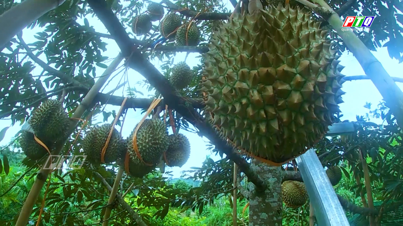Phát triển nông nghiệp sạch, nông nghiệp hữu cơ