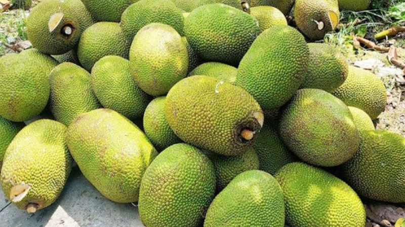 Giá mít Thái giảm mạnh, người trồng lỗ nặng
