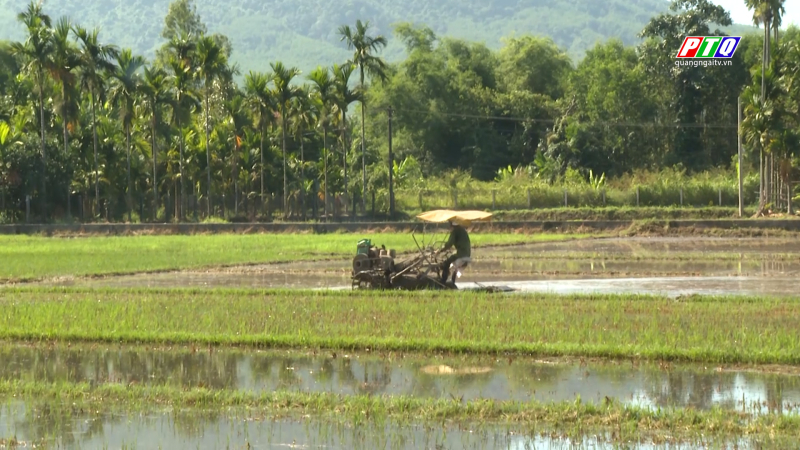 Nghĩa Hành khẩn trương làm đất, chuẩn bị xuống giống lúa Hè Thu