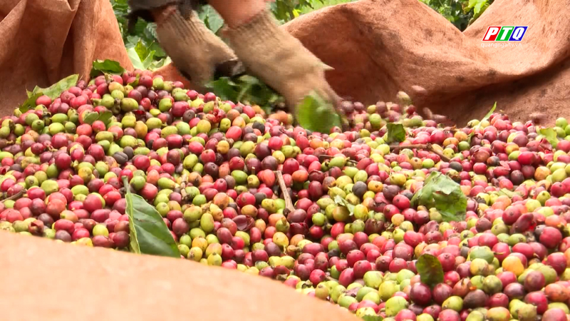 C&agrave; ph&ecirc; đặc sản Việt xuất khẩu gi&aacute; kỷ lục 1,2 triệu đồng/kg