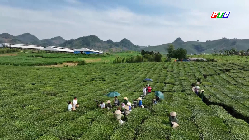 Đồi chè Mộc Châu – Điểm đến hấp dẫn du khách