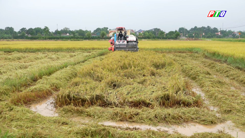 Hà Tĩnh hỗ trợ người dân cứu lúa