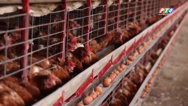 Hàng chục ca nhiễm khuẩn salmonella liên quan trứng bị thu hồi ở Mỹ
