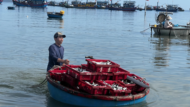 Ngư d&acirc;n Quảng Ng&atilde;i tr&uacute;ng đậm c&aacute; nục gần bờ