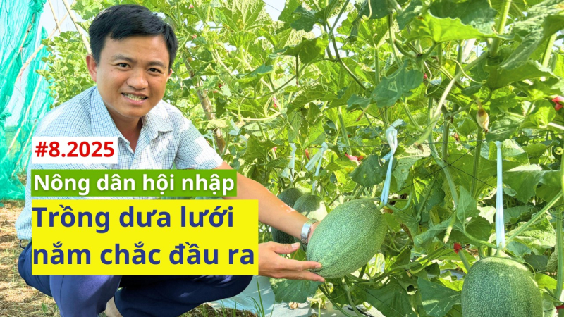 Sản xuất dưa lưới gắn với tiêu thụ sản phẩm của nông dân xã Tịnh Hòa, Tp. Quảng Ngãi 