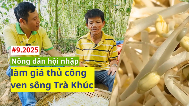 Sản xuất giá đỗ an toàn bằng cát ven sông Trà Khúc của nông dân Nghĩa Kỳ, Tư Nghĩa 