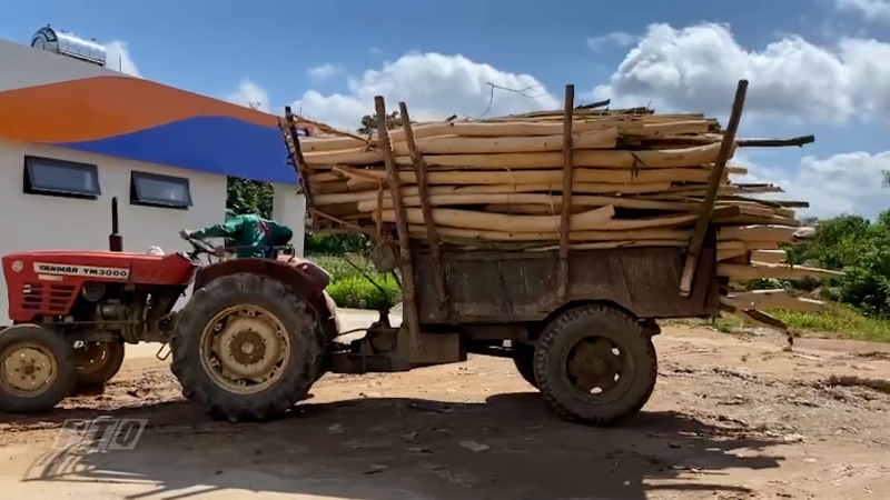 Chấn chỉnh xe công nông, xe độ chế vận chuyển gỗ keo