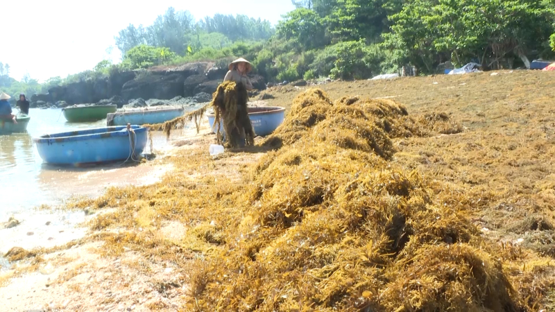 Bảo tồn và khai thác rong mơ bền vững