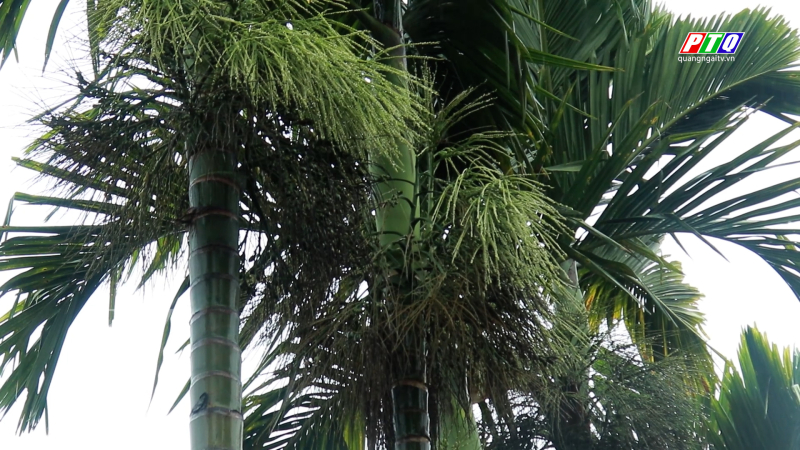 Kỹ thuật trồng cau đạt năng suất cao 