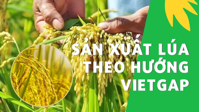  Sản xuất lúa theo hướng Vietgap