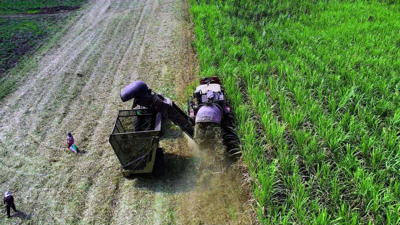 Mở rộng vùng nguyên liệu mía 