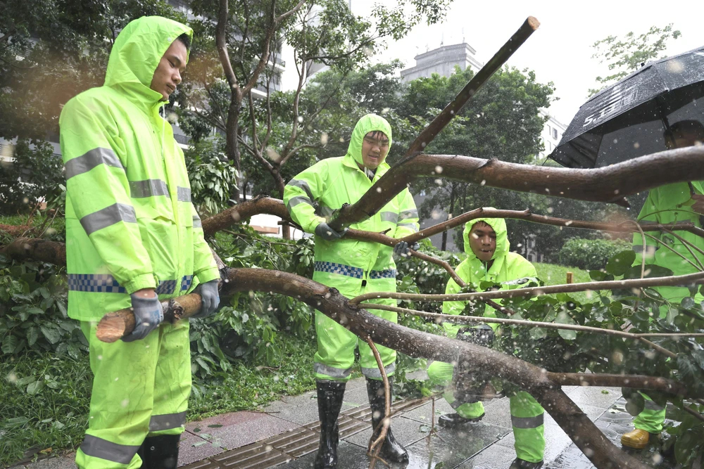 Lực lượng cứu hộ thu dọn cây gãy đổ do bão Wipha tại Thâm Quyến, tỉnh Quảng Đông, Trung Quốc.