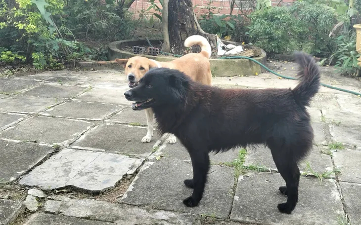 Chính quyền Xã Ia Tơi yêu cầu các hộ dân quản lý chó, mèo nuôi không được thả rông.