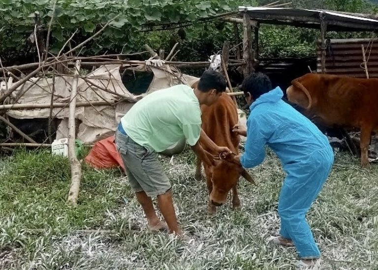 Dịch lở mồm long móng bùng phát tại xã Đăk Plô