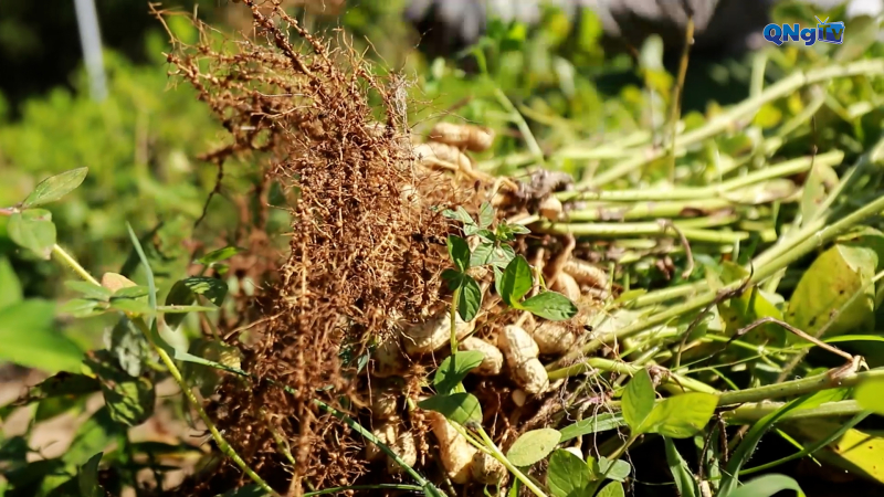 Phân bón thế hệ mới chuyên dùng cho cây đậu phụng