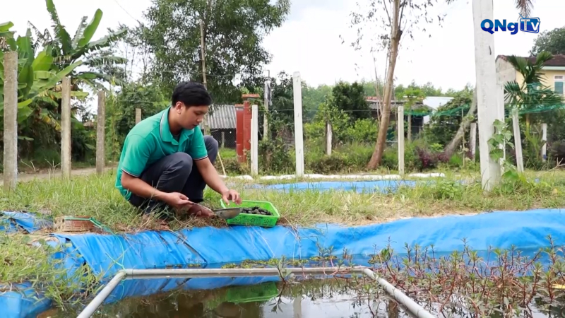 OCOP 3 sao từ mô hình khởi nghiệp nuôi ốc bưu đen 