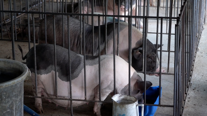 Diễn biến mới tình hình dịch tả heo châu Phi tại tỉnh Quảng Ngãi