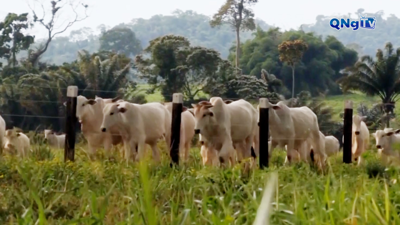 Brazil ngừng sản xuất thịt bò xuất khẩu sang Mỹ