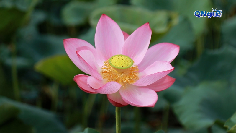 Trồng sen trên vùng đất trũng để phát triển du lịch cộng đồng  