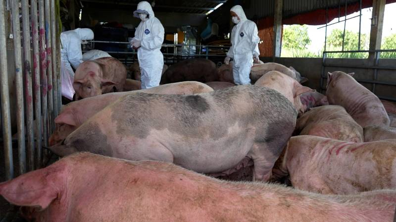 Siết chặt phòng chống dịch tả lợn châu Phi