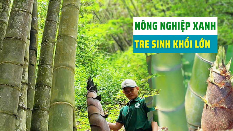 Trồng tre sinh khối lớn mang lại nhiều lợi ích kinh tế, môi trường và xã hội