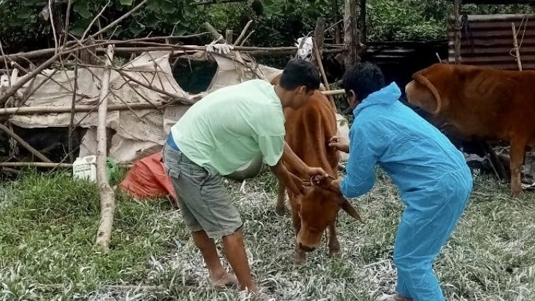Quảng Ngãi khoanh vùng ổ bệnh nghi lở mồm long móng trên đàn gia súc