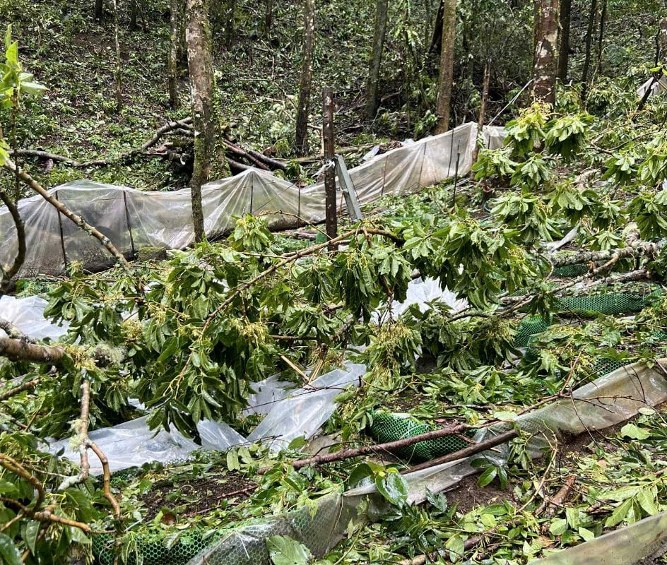 Một góc vườn sâm của người dân xã Măng Ri bị ngã đổ.